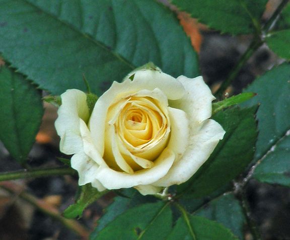 Fortune Cookie photo fck2013_07050034_zpsd51d6269.jpg